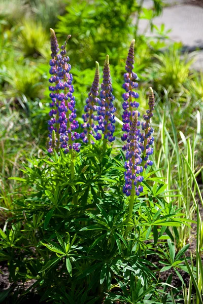 Çiçek açan lupin çiçekleri. Lupin tarlası. Çayırda mor ve pembe lupin. Renkli lupinler yaz çiçeği arkaplanı ya da tebrik kartı. — Stok fotoğraf