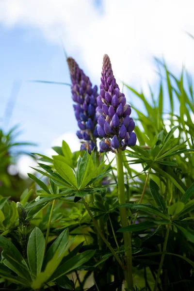 Çiçek açan lupin çiçekleri. Lupin tarlası. Çayırda mor ve pembe lupin. Renkli lupinler yaz çiçeği arkaplanı ya da tebrik kartı. — Stok fotoğraf