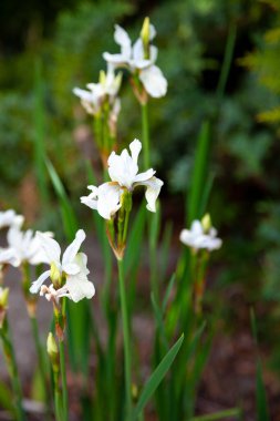 Çiçek tarlasında beyaz süsen çiçekleri. Bahçede Japon zambağı var. Yazın beyaz çiçekler. Tomurcuklar çiçek açmış..