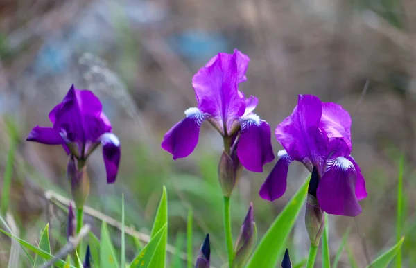 Delicate Blauwe Irisbloemen Een Bloembed Het Park Irissen Zomervlinder Voorjaarsbloemen — Stockfoto