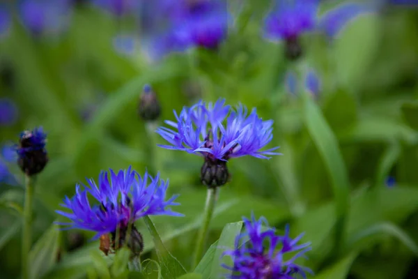 Blue Flowers Cornflowers Garden Cornflower Flowerbed Summer Wildflower Field Flowering — Stock Photo, Image