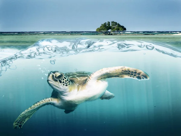 Eine Schildkröte im Meer, die in einer Welle surft — Stockfoto