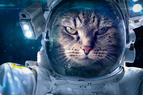 Gato en el espacio — Foto de Stock