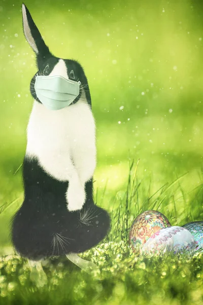 复活节兔子得了花粉热 必须戴口罩 — 图库照片