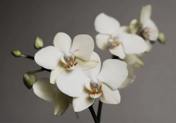 Retro fehér orchideák — Stock Fotó