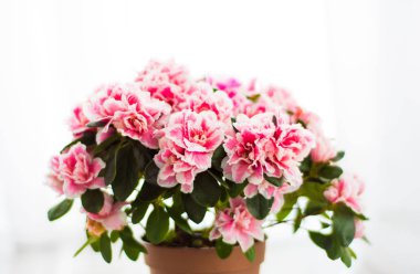 Bahar çiçeği açelya