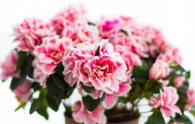 Bahar açelya çiçeği