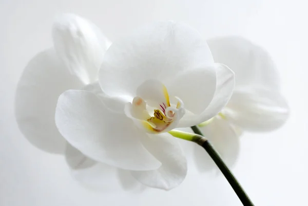 Orquídeas brancas isolados — Fotografia de Stock