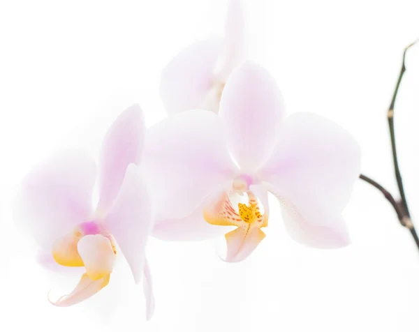 Tendresse orchidée fleur — Photo