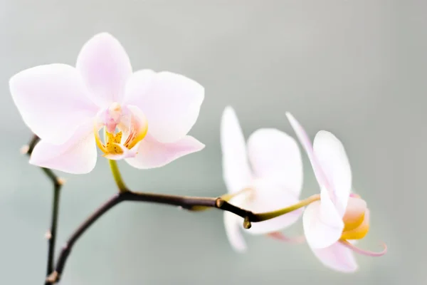 Orquídeas rosa claras — Fotografia de Stock