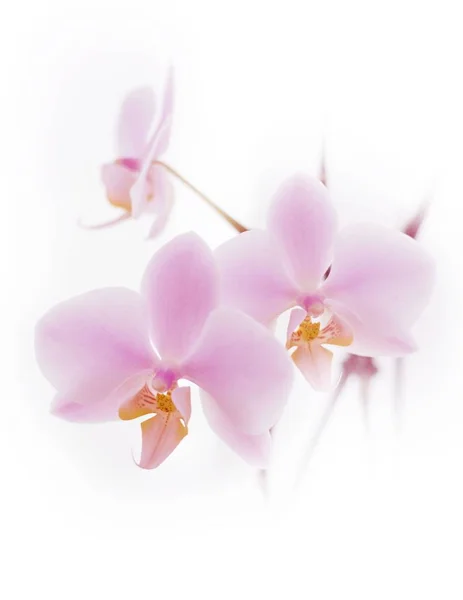 Pályázati világos rózsaszín orchidea — Stock Fotó