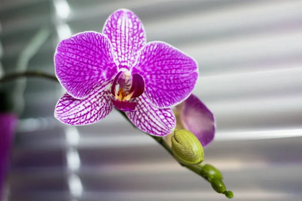 Orchidées à la maison pourpre — Photo