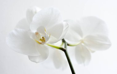 güzel beyaz orkide