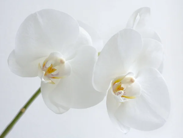 Orquídea branca bonita — Fotografia de Stock