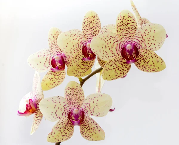 Orchidées taches jaunes pâles — Photo