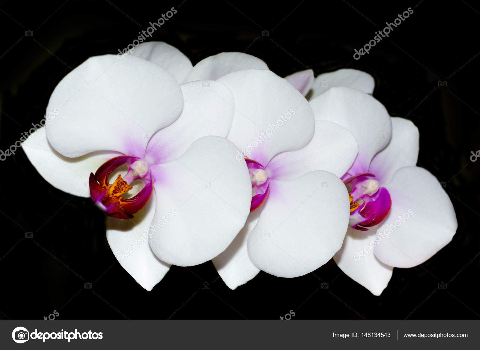 Fond De Lorchidée Blanche Noire Photographie - 