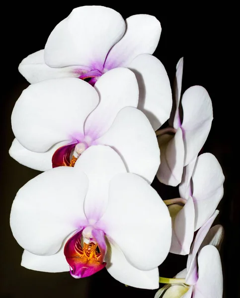 Fehér orchidea fekete háttér — Stock Fotó