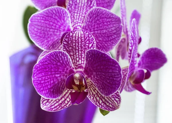 Lenyűgöző lila orchidea — Stock Fotó