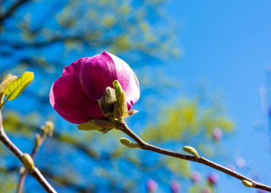 İlkbaharda mor Manolya 