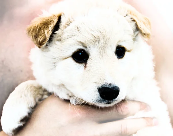 Cachorro cuida en la mano — Foto de Stock