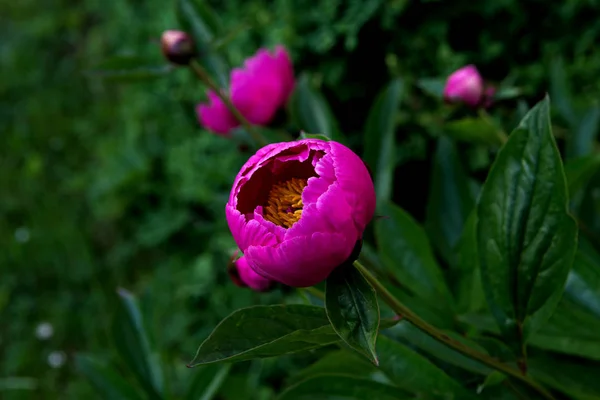 Bright peony flower in garden — Stock Photo, Image