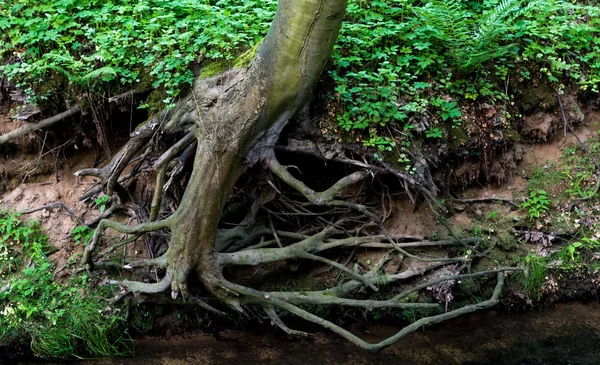 Roots tree. Real photo of tree roots