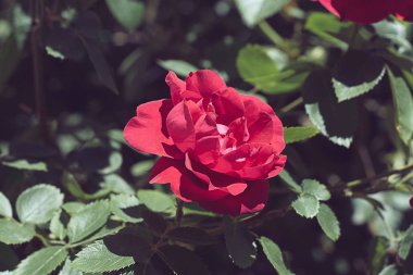 vintage tarzı kırmızı gül