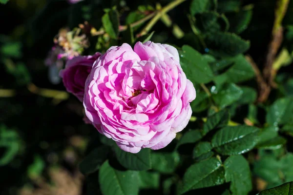 Belle pivoine sur le buisson dans le jardin — Photo