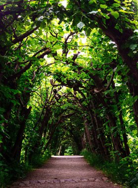 Parlak yeşil canlı ağaç tünel