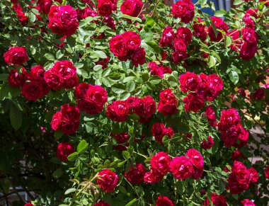 En iyi çalılar gül benim bahçesinde