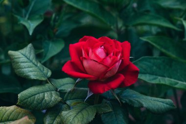 Garden parlak yeşil yaprakları ile kırmızı gül