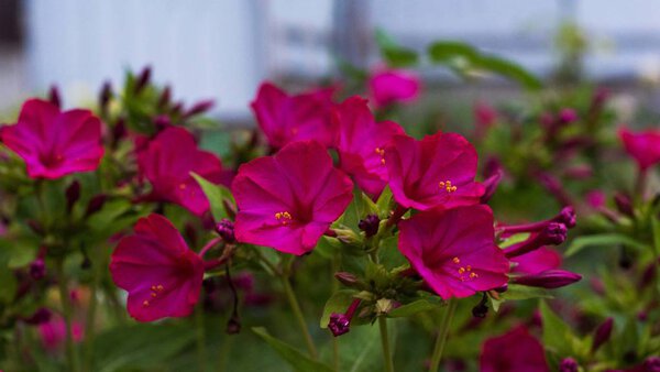 Bright pink Bougainvillea flowers at the garden