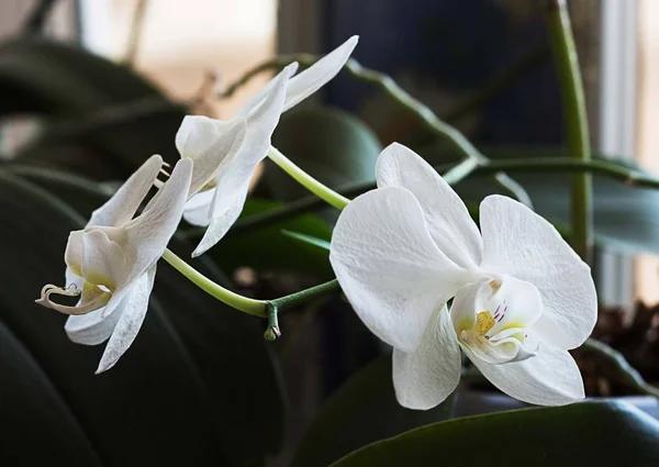 Fehér orchideák ablak. Fehér orchideák otthon — Stock Fotó