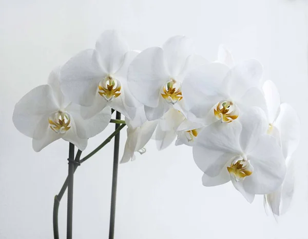 Fehér orchideák ablak. Fehér orchideák otthon — Stock Fotó