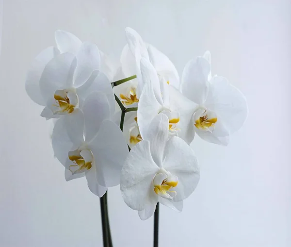 Fehér orchideák ablak. Fehér orchideák otthon — Stock Fotó