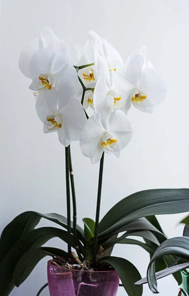 Weiße Orchideen am Fenster. weiße Orchideen zu Hause — Stockfoto