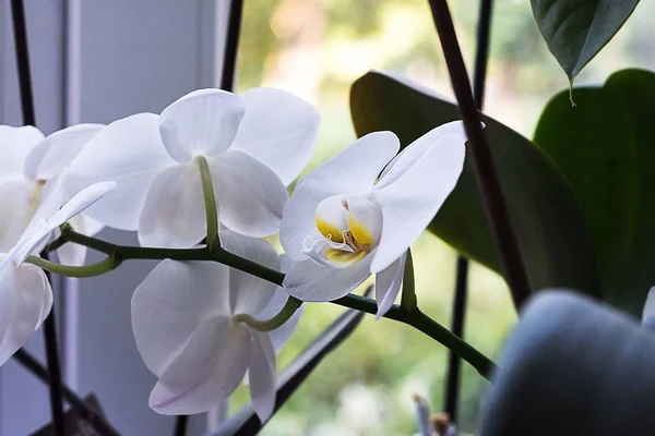 White orchids at window. White orchids at home