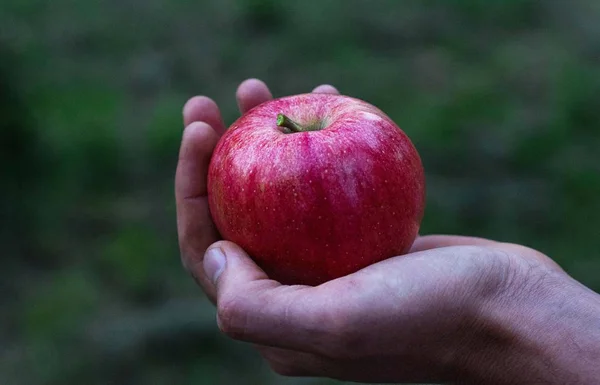 Apel merah yang terisolasi di tangan — Stok Foto