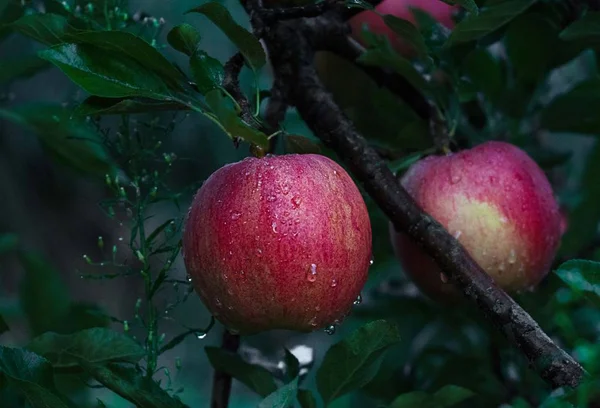 Червоне яблуко на гілці з краплями — стокове фото