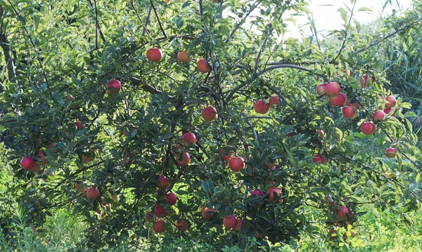 Red apple tree at green background — Stock Photo, Image