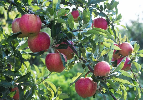 Rode appel op groen boomtak — Stockfoto