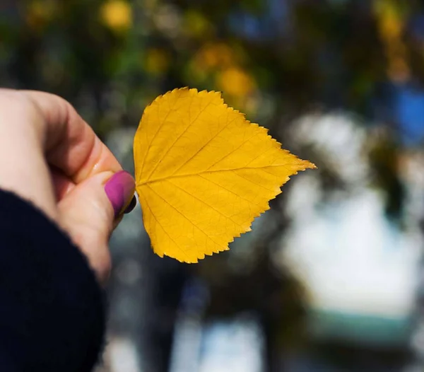 Yellow leaf of birch at hand in autumn