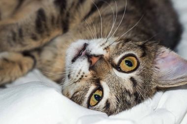 Çizgili kedi yalanlar üzerine bir şal