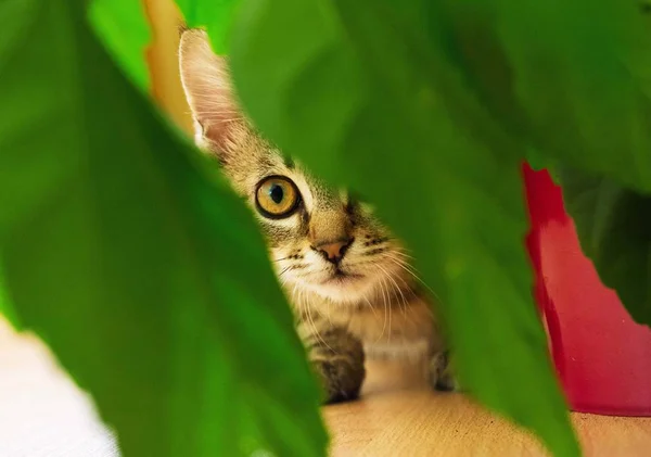 Pequeno gato caçador — Fotografia de Stock