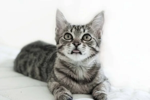 Gatito gris con grandes ojos hermosos — Foto de Stock