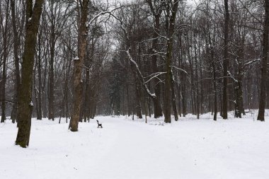 Park kışın görüntüleyin. Siyah ve beyaz doğada kış