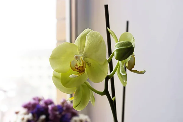 Ablak Hßttere Elszigetelt Sárga Orchidea — Stock Fotó