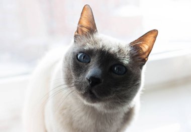 Beyaz arka plan üzerinde beyaz Siyam kedisi