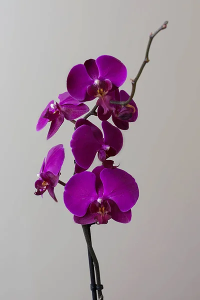 Orchidée Pourpre Fond Lumineux — Photo