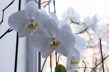 Pencere iç pervaz arka plan üzerinde beyaz orkide